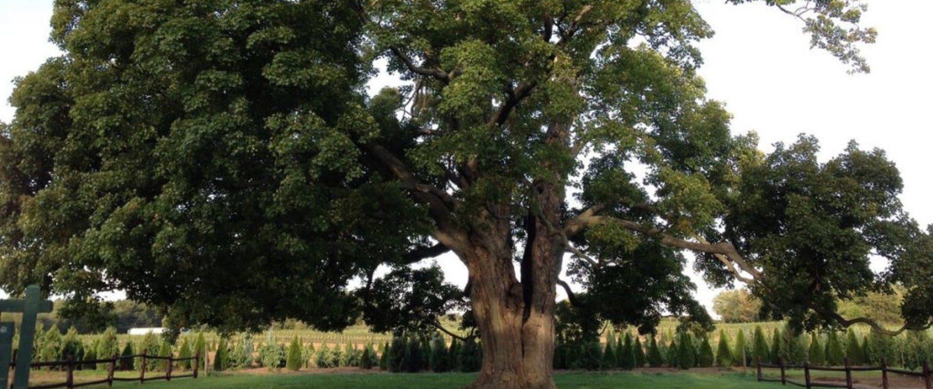 How to Trim a Small Tree Without Killing It