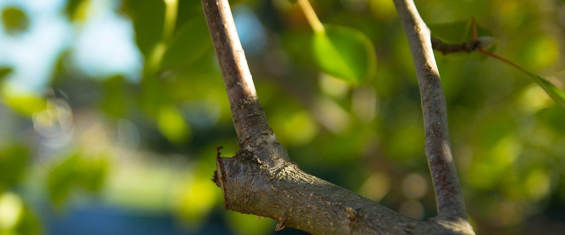 When is the Best Time to Prune Trees in Virginia?