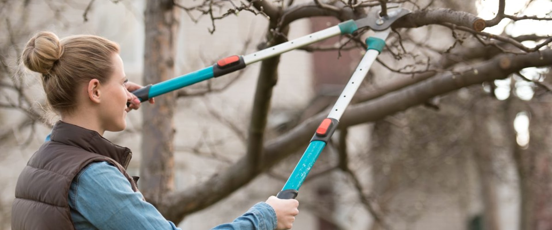 The Right Way to Prune Trees for Maximum Health and Beauty
