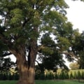 How to Trim a Small Tree Without Killing It