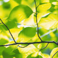 Fertilizing Trees After Trimming in Winchester, Virginia: What You Need to Know