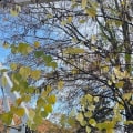 Pruning Fruit Trees in Winchester, Virginia: What You Need to Know