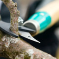 Tree Pruning: What You Need to Know