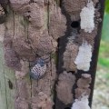 Protecting Trees from Damage During Tree Trimming in Winchester, Virginia
