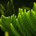 Pruning Evergreen Trees in Winchester, Virginia: A Comprehensive Guide