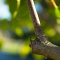 When is the Best Time to Prune Trees in Virginia?