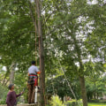 The Benefits of Pruning and Trimming Trees in Winchester, Virginia