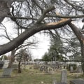 Safety Precautions for Tree Trimming in Winchester, Virginia