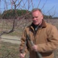 Signs You Need Professional Tree Pruning in Winchester, Virginia