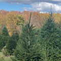 When is the Best Time to Prune Trees in Winchester, Virginia?