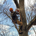 Tree Trimming Considerations for Winchester, Virginia Properties with Outdoor Cleaning Needs