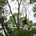 How Often Should Trees Be Pruned? An Expert's Guide