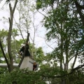 Pruning Diseased and Damaged Trees in Winchester, Virginia: What You Need to Know