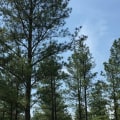 Tree Pruning in Winchester, Virginia: What You Need to Know