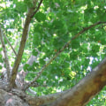 Tree Care and Maintenance in Winchester, Virginia: A Comprehensive Guide