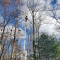 The Connection Between Tree Trimming in Winchester, Virginia and Protecting Nearby Structures