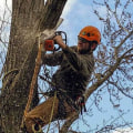 Tree Trimming Services in Winchester, Virginia - Get Professional Results