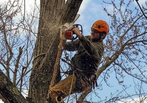 Finding a Qualified Tree Trimmer in Winchester, Virginia