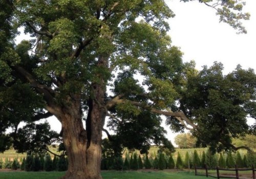 How to Trim a Small Tree Without Killing It