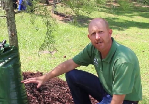 Tree Trimming and Mulching in Winchester, Virginia: What You Need to Know