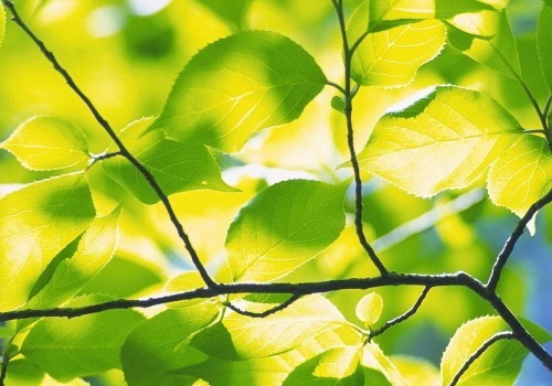Fertilizing Trees After Trimming in Winchester, Virginia: What You Need to Know