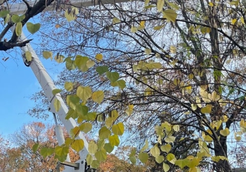 Pruning Fruit Trees in Winchester, Virginia: What You Need to Know