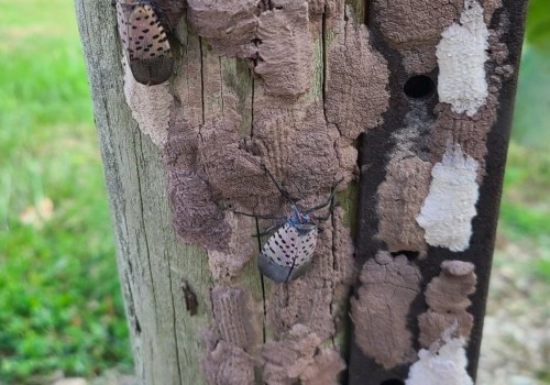 Protecting Trees from Damage During Tree Trimming in Winchester, Virginia