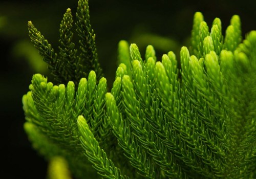 Pruning Evergreen Trees in Winchester, Virginia: A Comprehensive Guide
