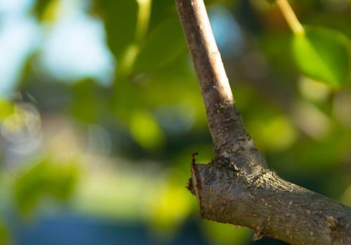 When is the Best Time to Prune Trees in Virginia?