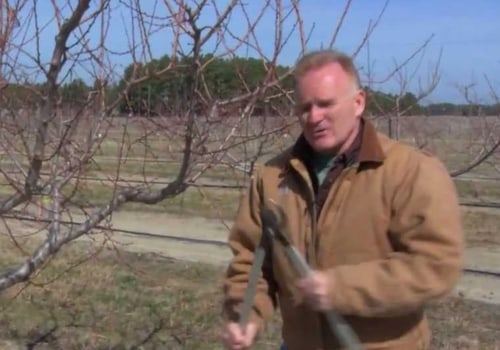 Signs You Need Professional Tree Pruning in Winchester, Virginia