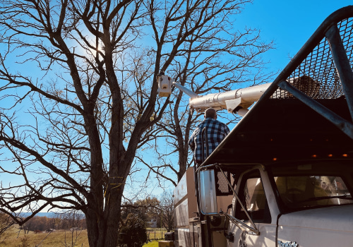 What is the Cost of Tree Trimming and Removal in Winchester, Virginia?