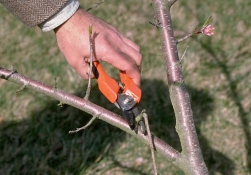 The Ultimate Guide to Pruning Trees in Winchester, Virginia