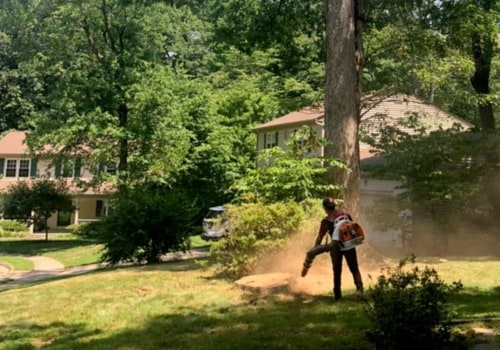 Pruning Shade Trees in Winchester, Virginia: What You Need to Know