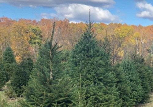 When is the Best Time to Prune Trees in Winchester, Virginia?
