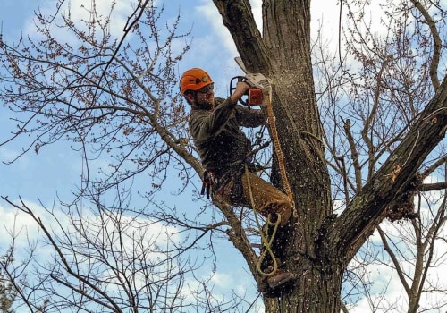 Tree Trimming Considerations for Winchester, Virginia Properties with Outdoor Cleaning Needs