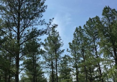 Tree Pruning in Winchester, Virginia: What You Need to Know