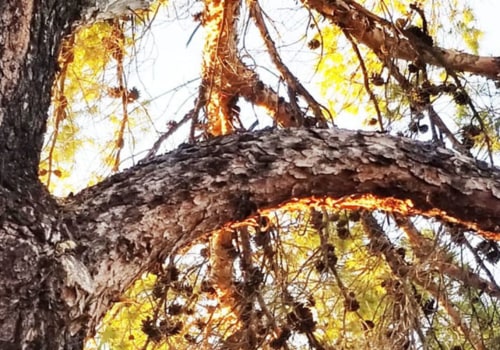 Tree Trimming Techniques: What You Should and Should Not Do